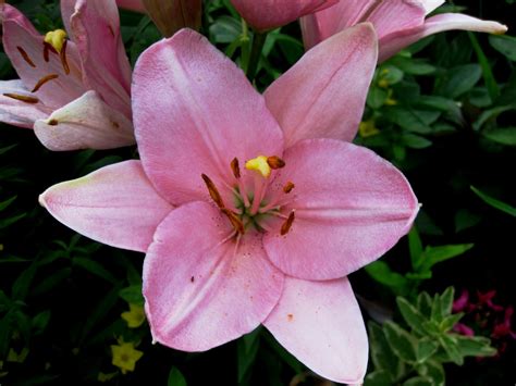 franklin county pa gardeners liliums  true lilies