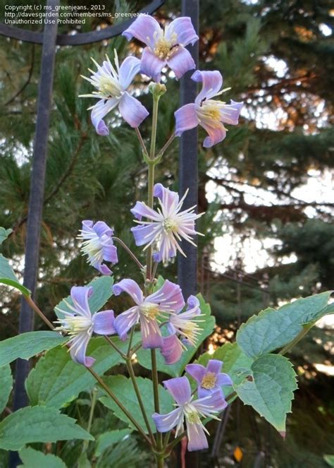 plantfiles pictures clematis herbaceous clematis late