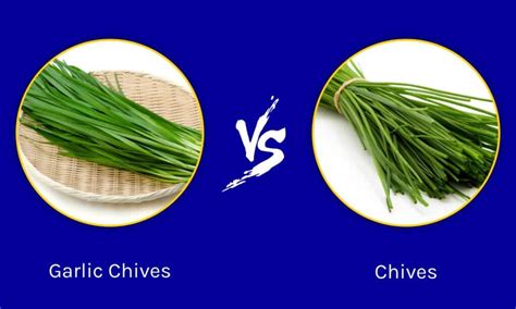 garlic chives  chives whats  difference   animals