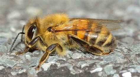 types  bees  pictures  visual identification guide