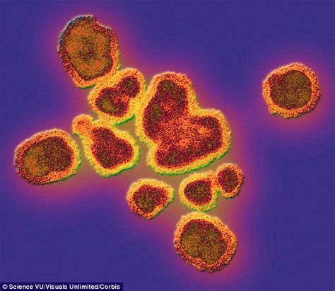 female sex hormone estrogen reduces the flu s ability to replicate in women daily mail online