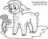 Lamb Coloring Pages Little Drawing Clip Mary Had Sheep Lion Line Clipart Kindergarten Roaring Printable Niki Boys Children Worksheet Para sketch template