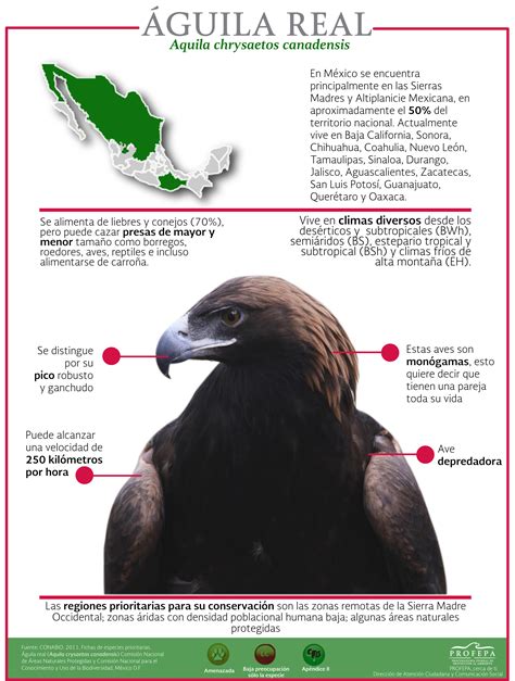 Parejas De Águila Real En México Procuraduria Federal De Proteccion
