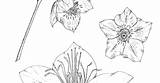 Hellebore sketch template