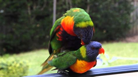 two wild rainbow lorikeets having sex mating with each