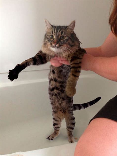 this new wet cat meme is dominating the internet 40 pics