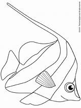 Scalaire Poisson Angelfish Fische Verschiedene Pesci Pesce Colorier Lightupyourbrain Animali Malvorlage Poissons sketch template