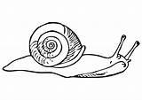Snail Coloring Printable sketch template