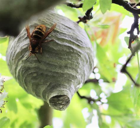 cholsey wildlife hornets nest