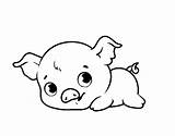 Coloring Pages Baby Cute Pig Piggy Pigs Sheets Printable Animals Porky Coloringcrew Color Huge Collection Animal Book Dog Choose Board sketch template