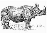 Rhino Nashorn Rinoceronte Rhinoceros Malvorlage Badak Neushoorn Kleurplaat Ausmalbilder Publicdomains Schulbilder Pluspng Rhinos Ausmalbild Herunterladen Große Afrikanisch Africano Salvaje Scarica sketch template