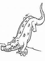 Alligator Coloring Pages Turtle Snapping Getcolorings sketch template