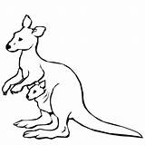 Kangaroo Coloring Clipart Clip Arts sketch template