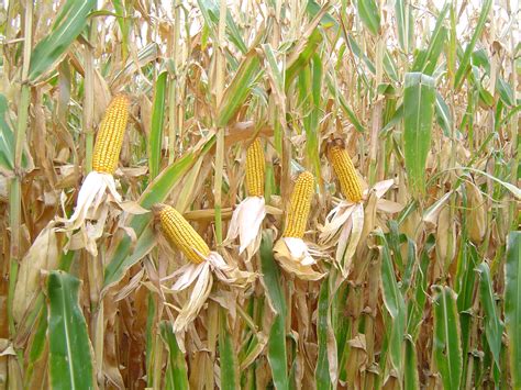 maize varieties   arid conditions profitable farming  ics