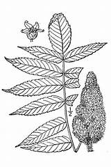 Rhus Typhina Sumac Staghorn Plants Hirta Pnd Lvd Namethatplant sketch template