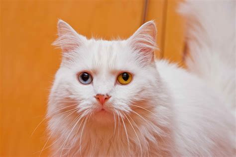 panting  cats symptoms  diagnosis treatment recovery