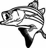 Bass Largemouth Coloring Fish Pages Getdrawings Drawing sketch template