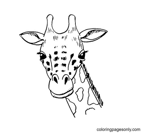 giraffe head coloring page  printable coloring pages