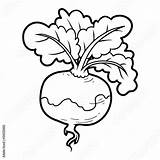 Mewarnai Rzepa Kolorowanka Navet Sayur Lobak Coloriage Dessin Warzyw Fototapeta Pratique Turnip Ini Wydruku Vegetables sketch template