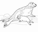 Seal Coloring Baby Pages Gray Mother Harp Leopard Drawing Seals Printable Cute Navy Getcolorings Color Dot Drawings Print sketch template