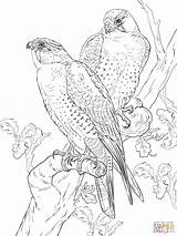 Falcon Peregrine Falcons Falco Supercoloring Animal Prey sketch template