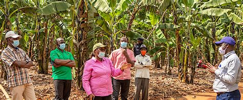 Minagri Ngoma Farmers Turn Banana Farming Into A Cash Cow