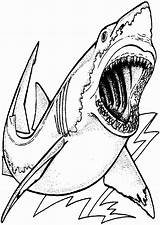 Megalodon Shark Coloring Pages Drawing Printable Great Color Kids Print Hungry Realistic Colouring Sharks Sharknado Getcolorings Getdrawings Sheets Skill Albanysinsanity sketch template