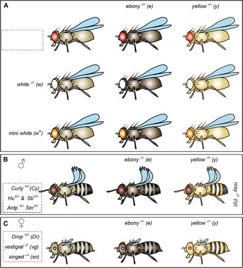 simple and easy to grasp schematics illustrating common drosophila download scientific diagram