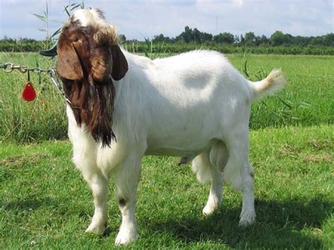boer goat wikipedia
