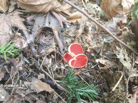 striking red cups rmycology