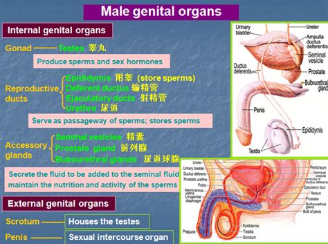 mbbs medicine humanity first male genital system