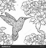 Hummingbird Sylph Tailed Getcolorings Hummingbirds Sheets Humming Designlooter Hibiscus sketch template
