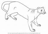 Fossa Drawing Draw Step Animals Tutorials Wild sketch template