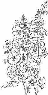 Hollyhocks Coloring Pages Drawing Hollyhock Flowers Embroidery Flower 3kb 460px Draw Patterns Color Flickr sketch template