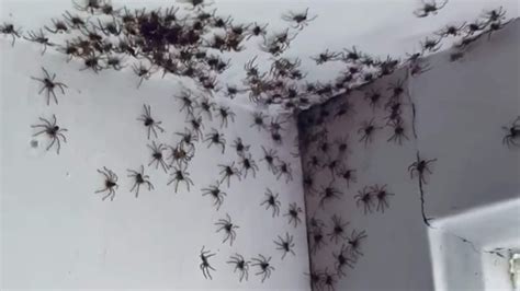 huntsman home invasions triggered by weather spider