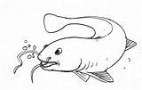 Ikan Lele Sketsa Membuat Komposisinya Cek Sindunesia Sederhana Koi Beserta Tawar Narmadi sketch template