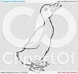Outlined Duckling Quaking Coloring Clipart Cartoon Vector Picsburg sketch template