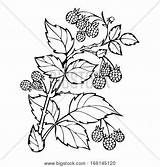 Raspberries Waldbeeren Leaves Beeren Branches Vine Nahtlosen Sortiert Abbildung Verlässt Skizze Einfarbig sketch template