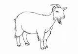 Goat Coloring Pages Boer Getcolorings Getdrawings sketch template