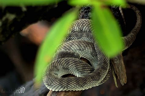 ular bakau  photo  flickriver