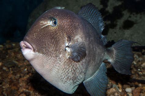 inshore species profile gray triggerfish  fisherman