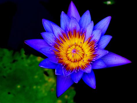 bagus  gambar bunga lotus biru gambar bunga hd
