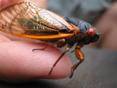 year cicadas  coming sports hip hop piff  coli