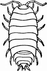 Clipart Woodlouse Woodlice Isopod Clipground Etc Exoskeleton Medium Large Isopoda sketch template