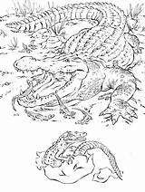Coloring Pages Realistic Animal Alligator Animals Crocodile Baby African Printable Florida Books Adults Color Sheets Kids Zoo Wild Detailed Tattoo sketch template