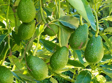 Storm Preparation And Recovery For Avocado Trees Vsc News