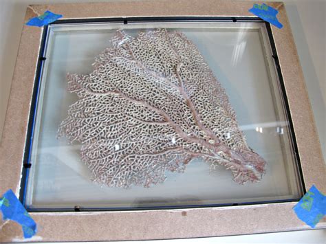 Diy Double Sided Glass Frames For Framing Shells Or Dyed Sea Fans