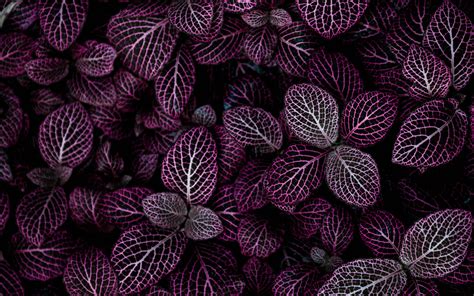 purple leaves  wallpaper plant floral pattern nature