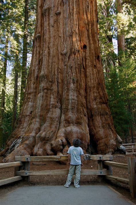 land  giants dwell sequoia national park san diego reader