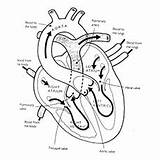 Coloring Anatomy Pages Physiology Heart System Human Science Book Structure Blood Worksheet Momjunction Print Phlebotomy Cardiovascular Color Drawing Worksheets Toddler sketch template